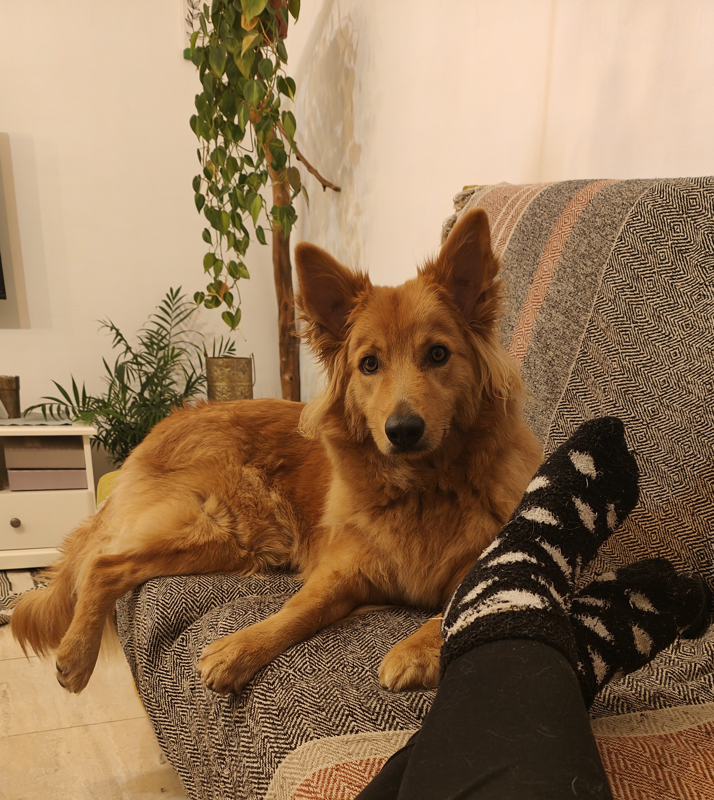 Cuidado de mascota a domicilio